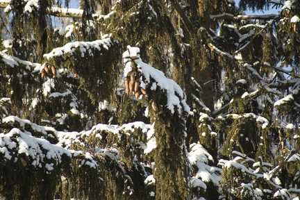IMG 0254
