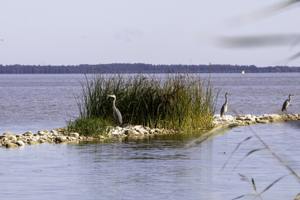 IMG 7490