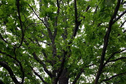 IMG 0714